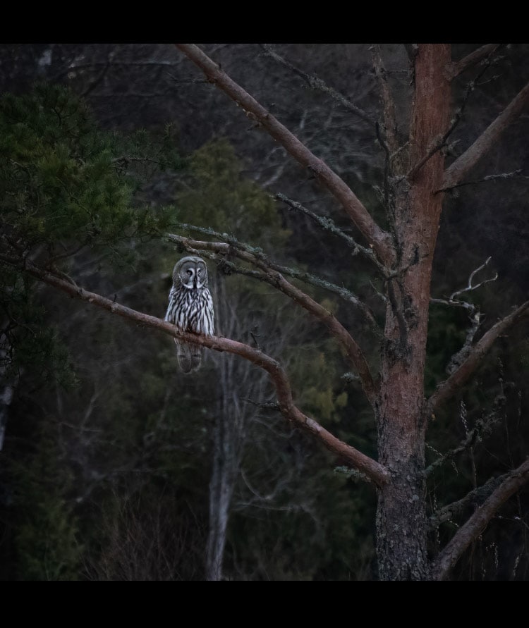 Lappuggla i Uppvidinge